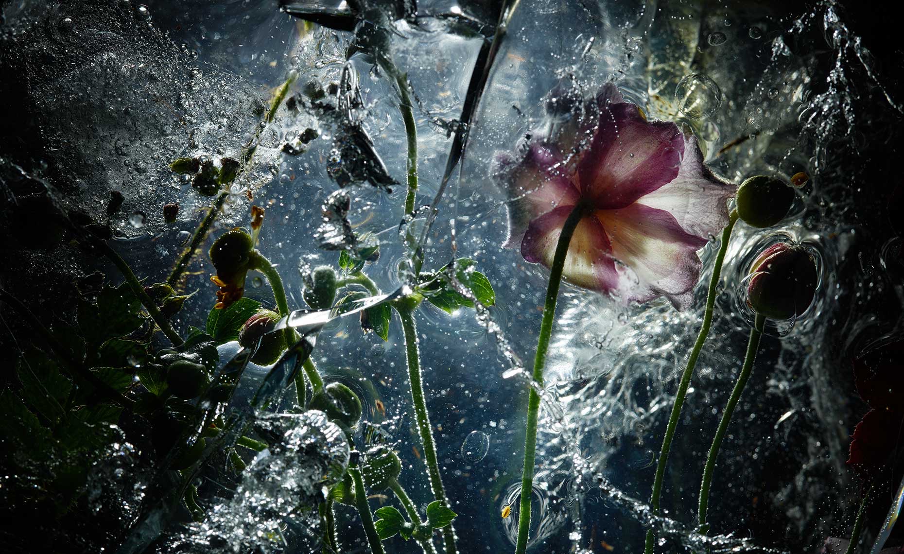 Cold Flowers Underwater - Exhibition - Marc Wuchner BFF Professional - Stills -  Produktfotografie Frankfurt